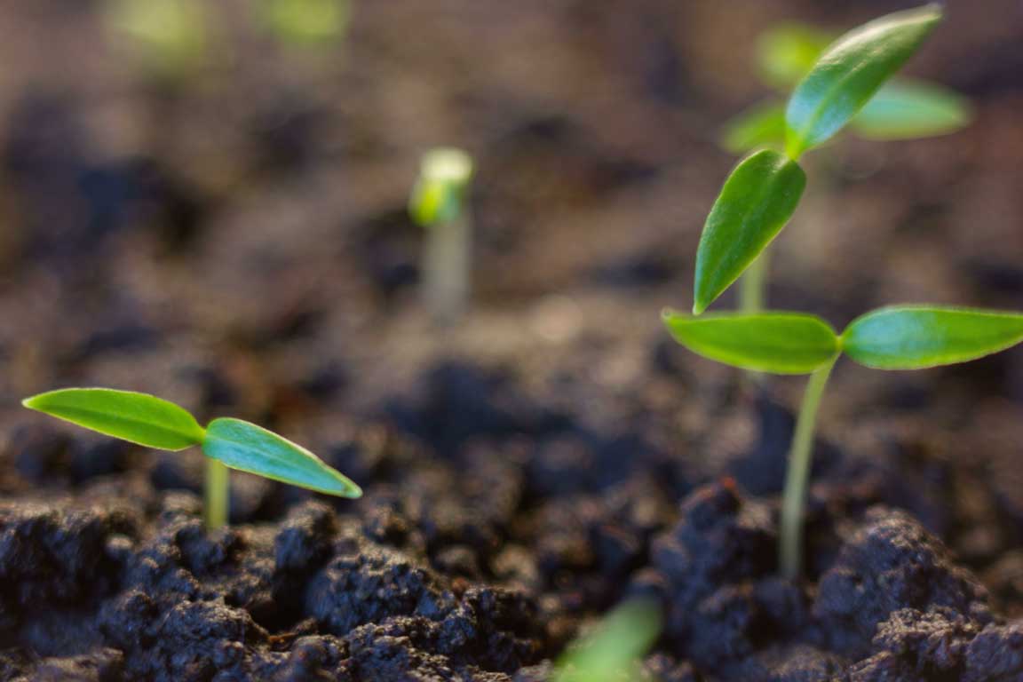 Minder stikstof? Meer impact!