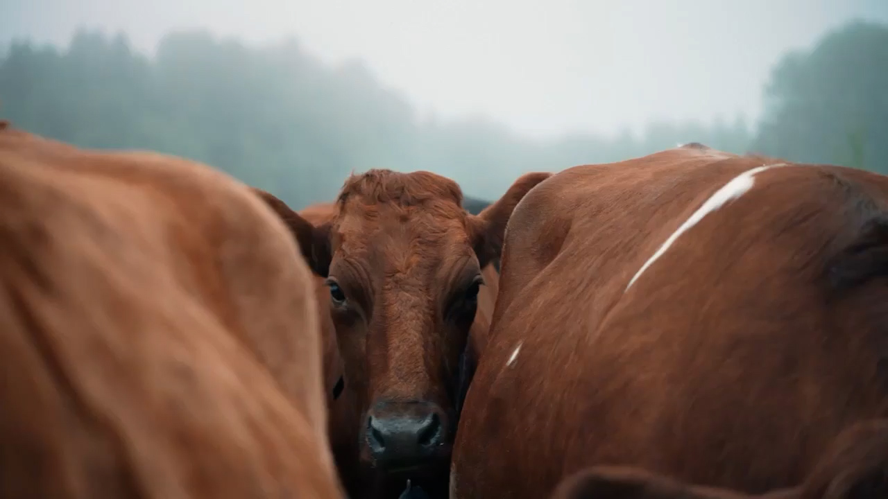 Internationale zuivelcoöperatie