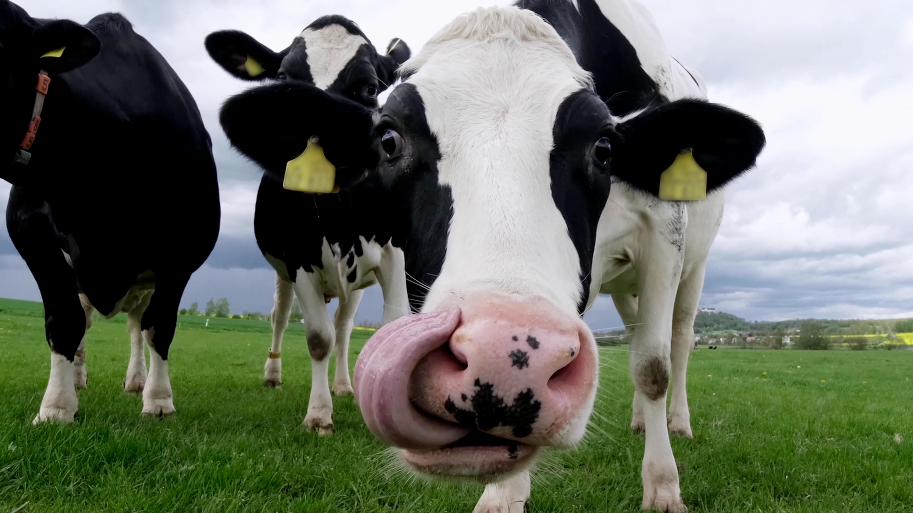 Lekker voor de koe én voor jou