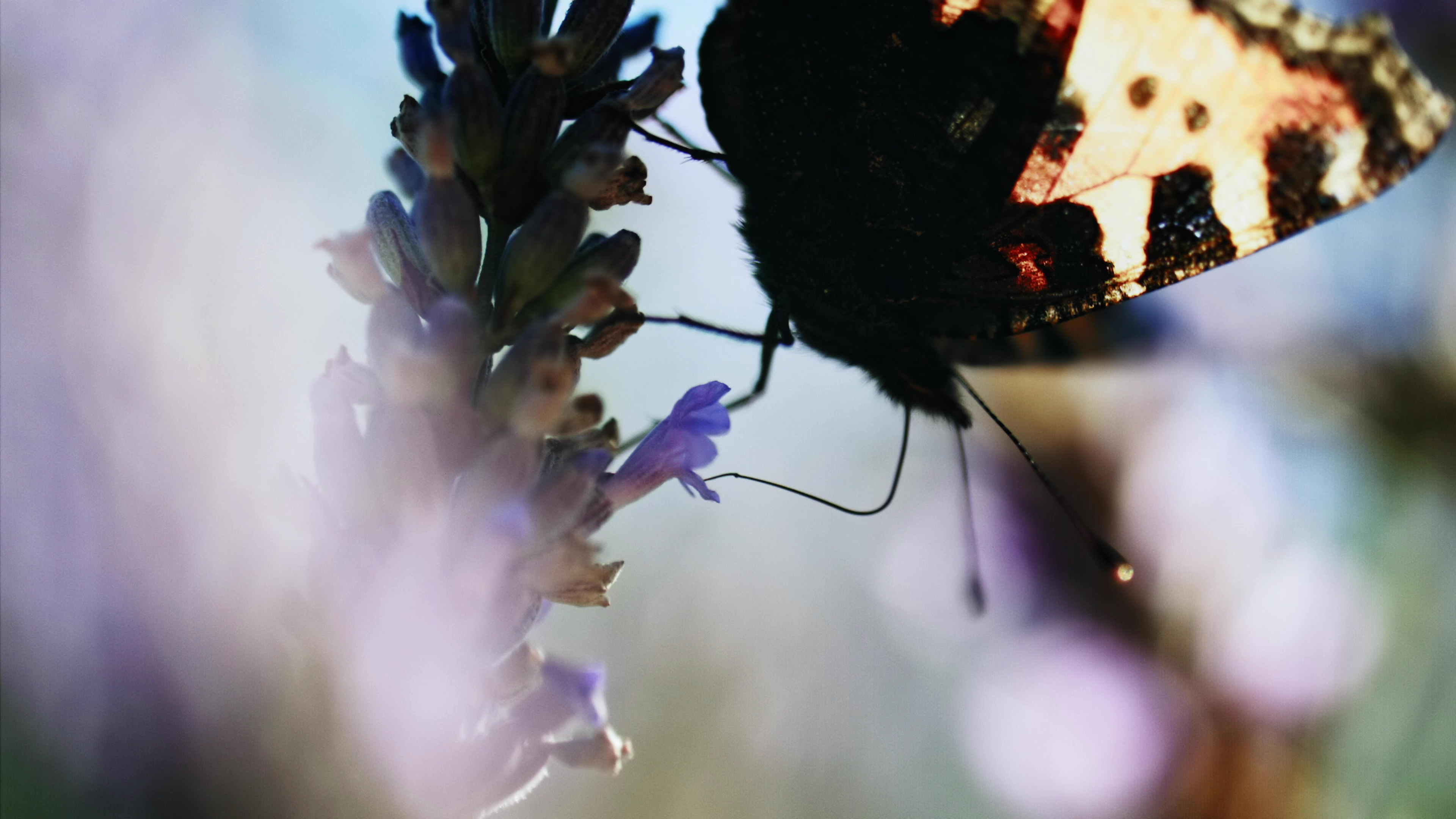 Geen gebruik van chemische bestrijdingsmiddelen