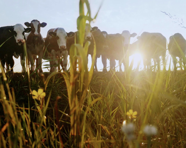 Arla Biologisch