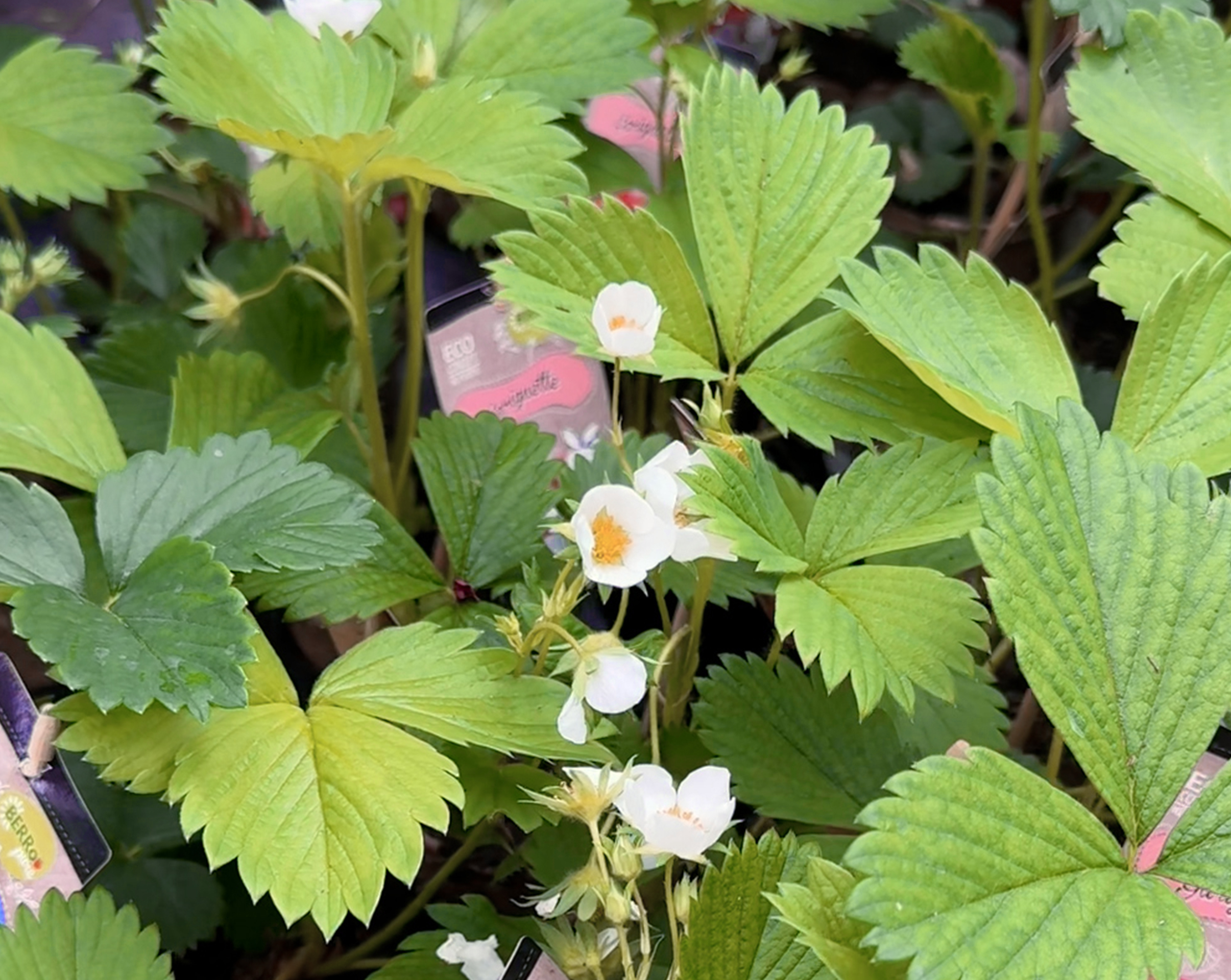 Op zoek naar een origineel cadeau voor moederdag?