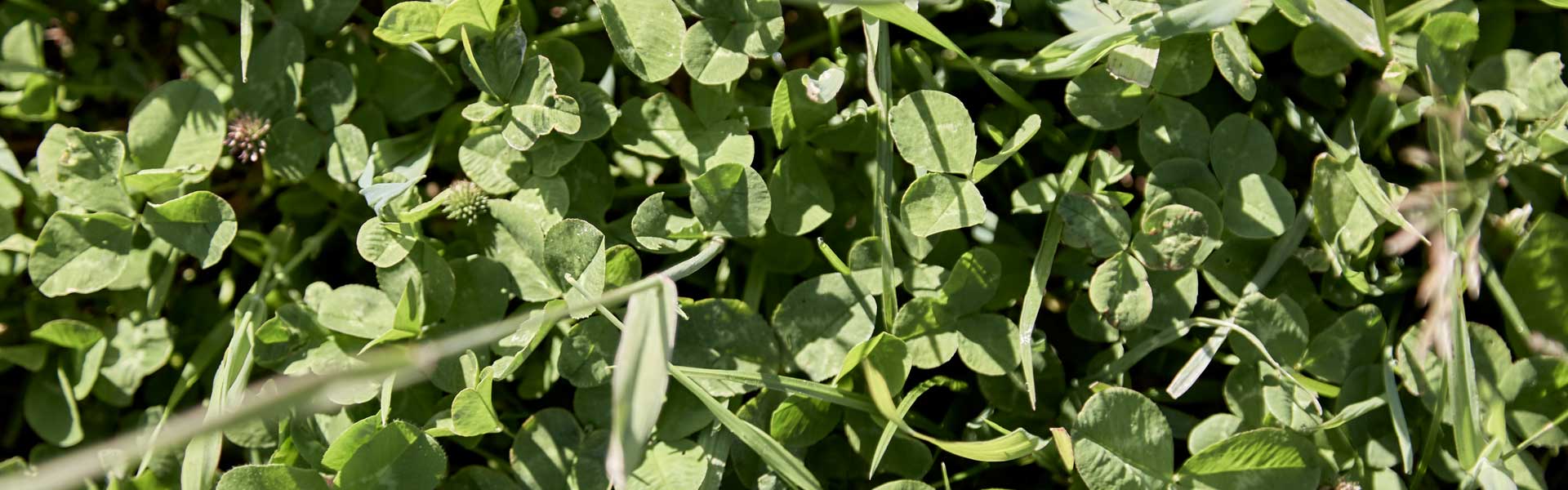 Een gezonde bodem is goed voor het klimaat en de natuur