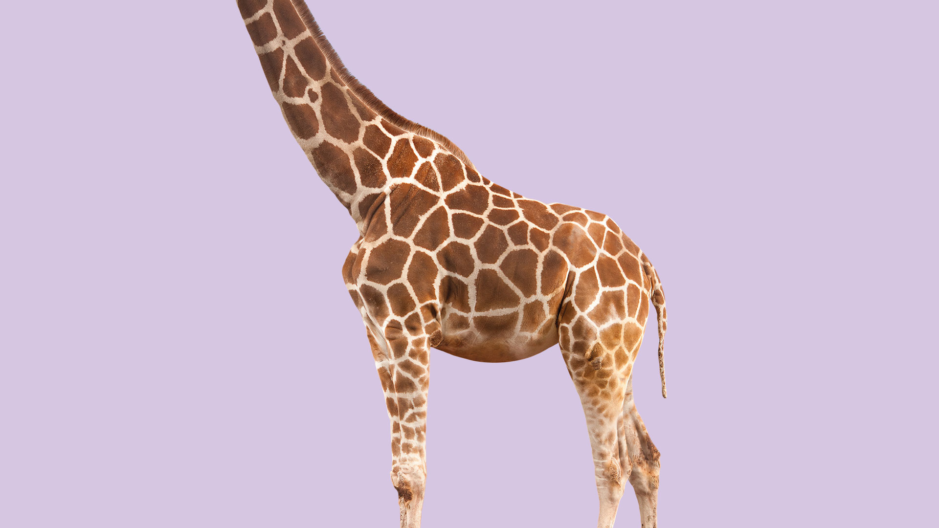 Banner Giraffe en paarse achtergrond