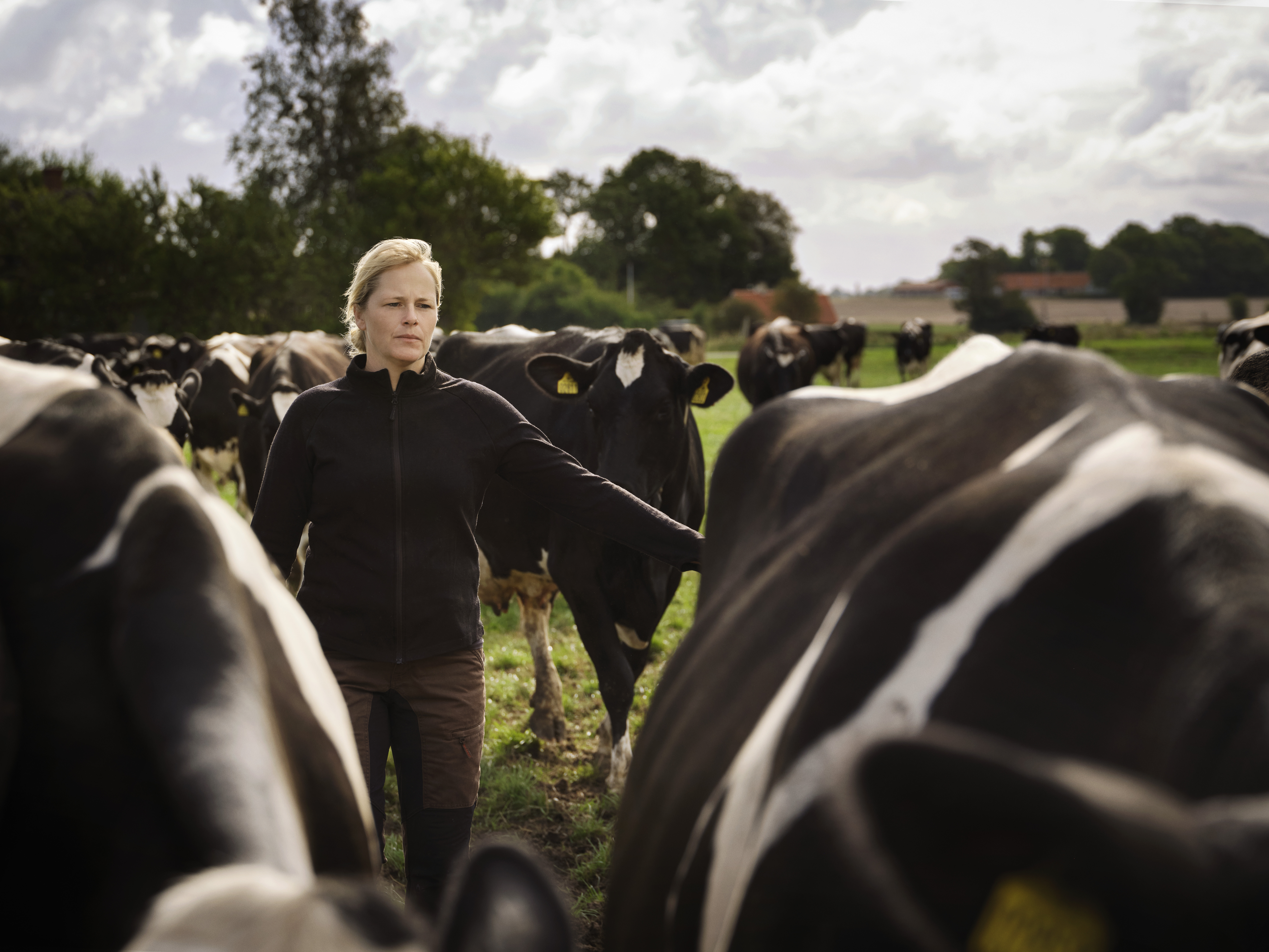Koeien in een grasveld