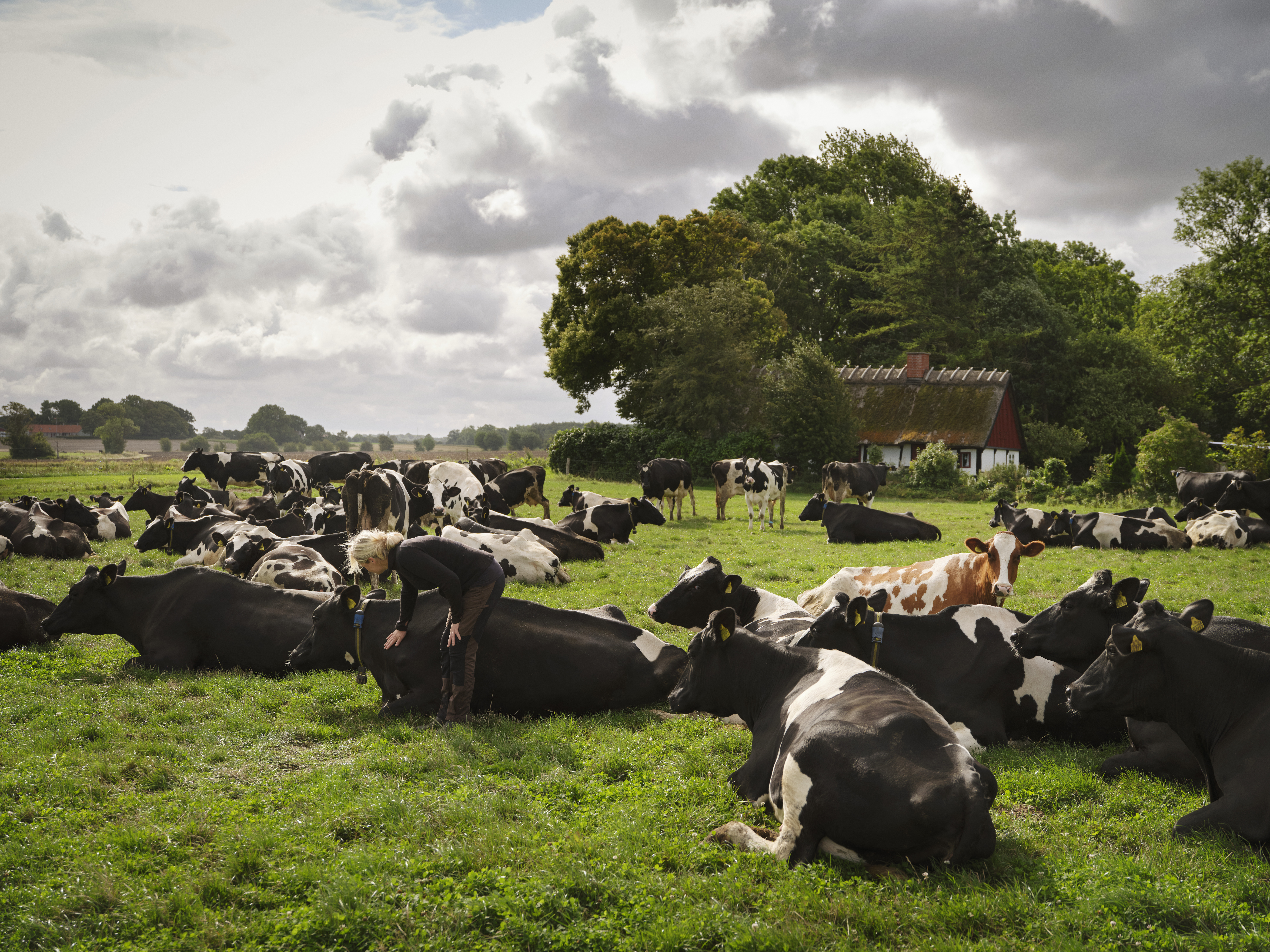 Koeien in een weiland