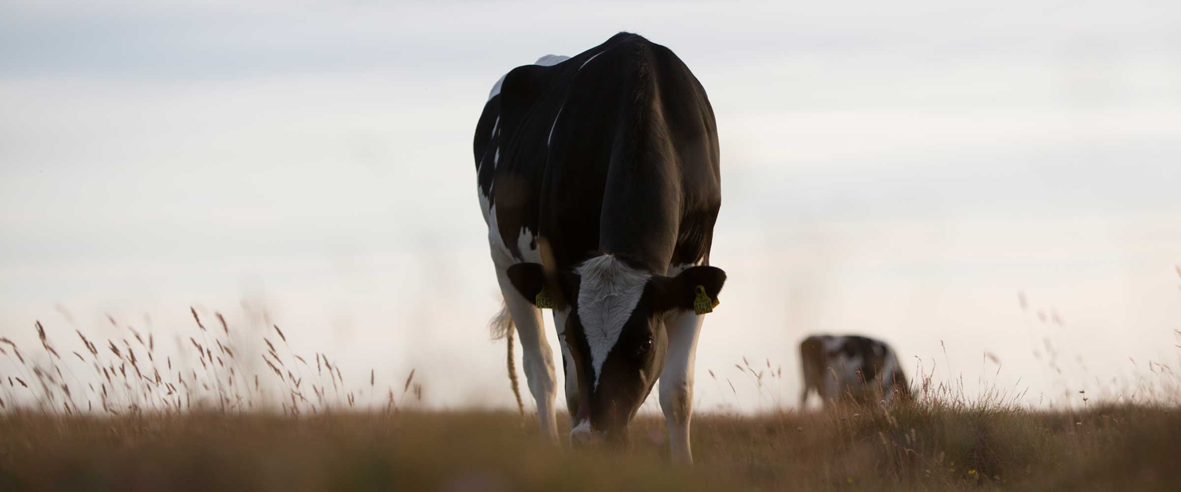 Wat betekent duurzaamheid voor Arla Foods?